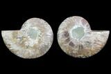 Cut & Polished Ammonite Fossil - Agatized #78390-1